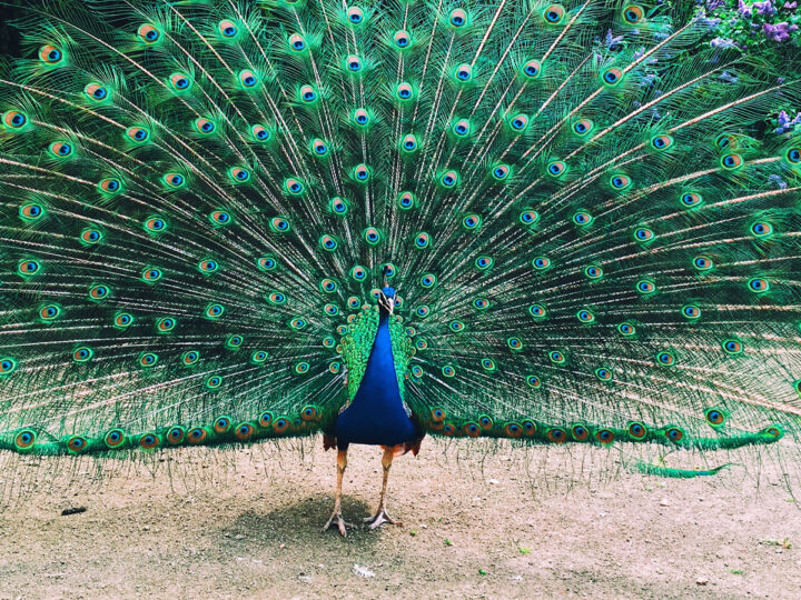 GOD’S UNIQUE CREATURES