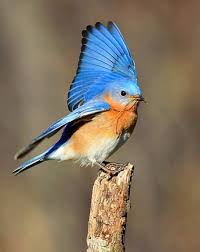 JUST LIKE THE BIRDS